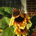 Schmetterling an Sonnenblume