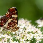 Schmetterling an weißen Blüten ...