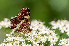 Schmetterling an weißen Blüten ...