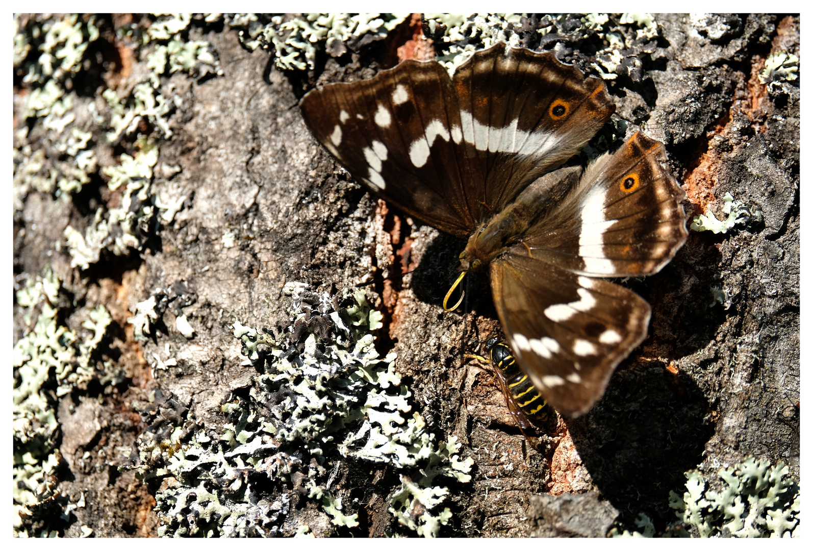 Schmetterling an Wespe