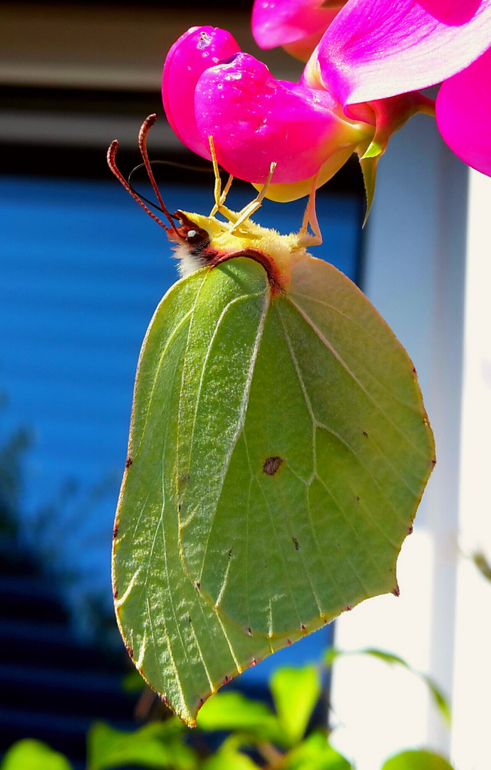 Schmetterling an Wicke.........