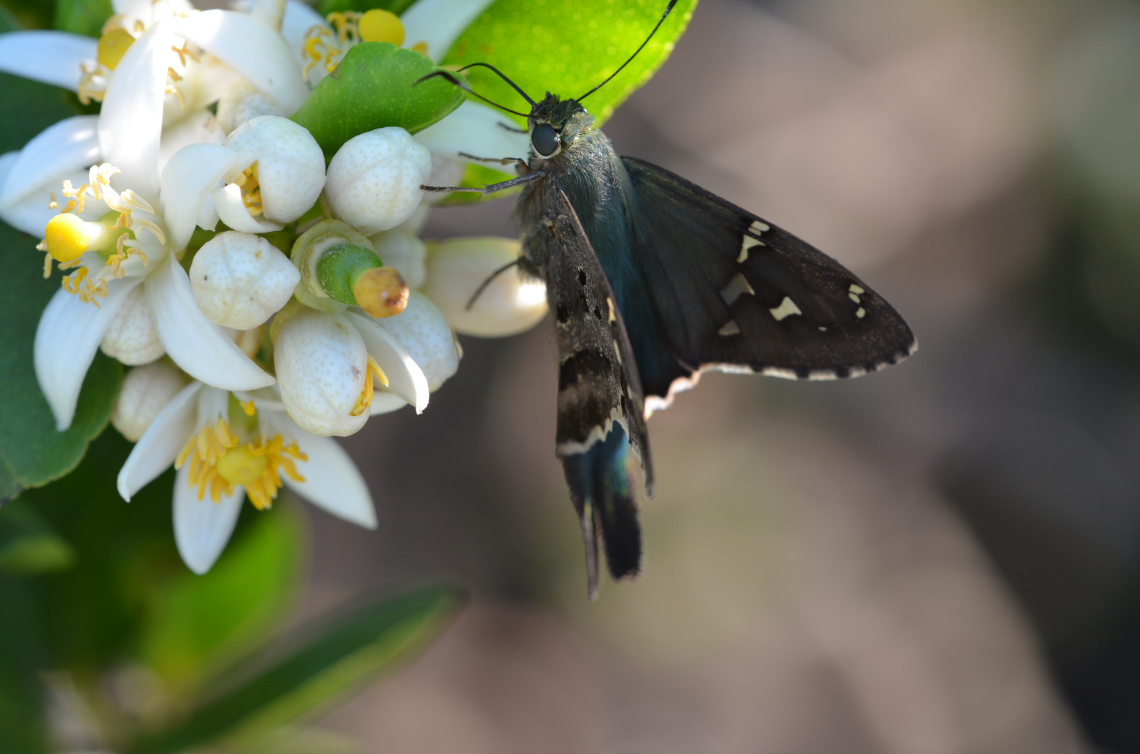 Schmetterling an Zitronenblüte