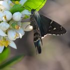 Schmetterling an Zitronenblüte