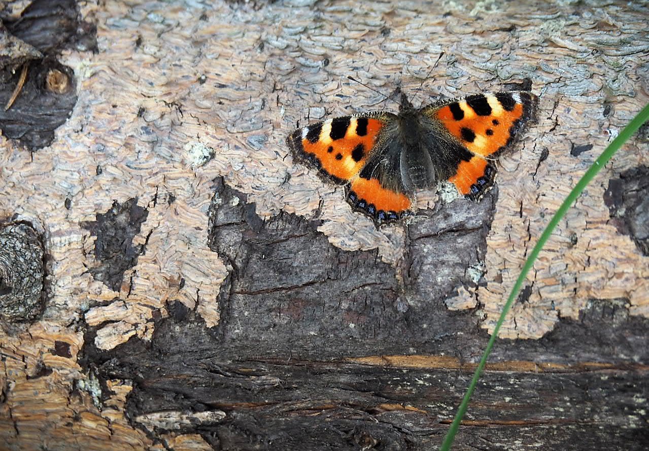 Schmetterling, angeblattet um vor dem Wind geschützt zu sein