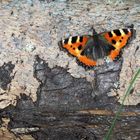 Schmetterling, angeblattet um vor dem Wind geschützt zu sein