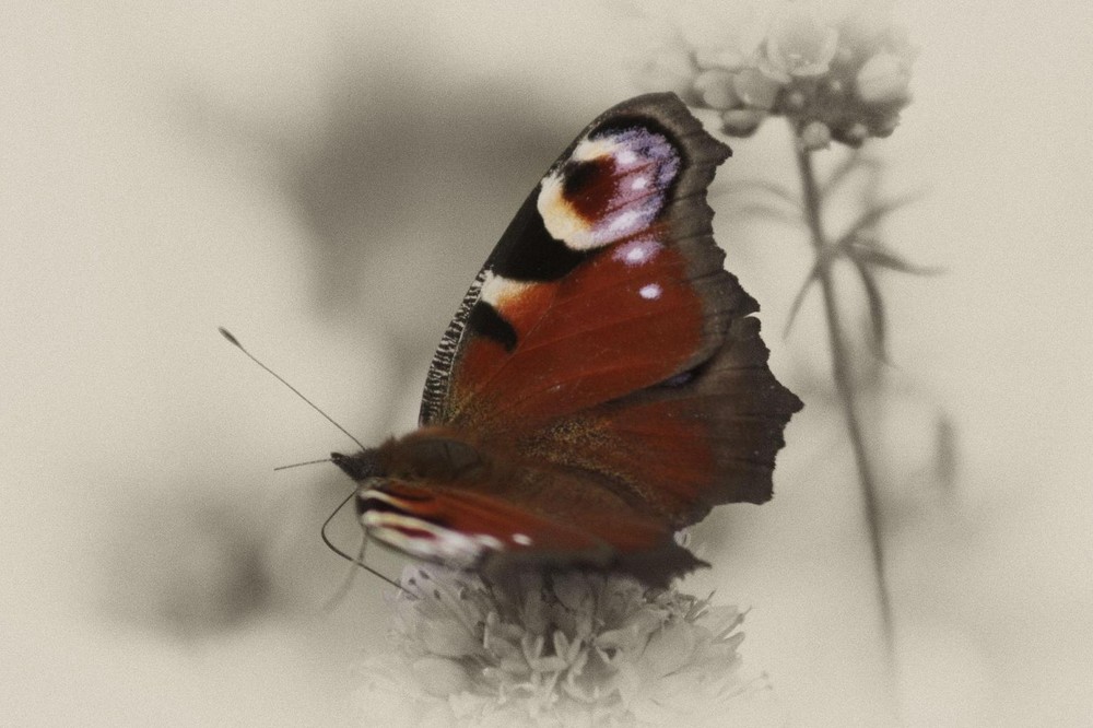 Schmetterling antik