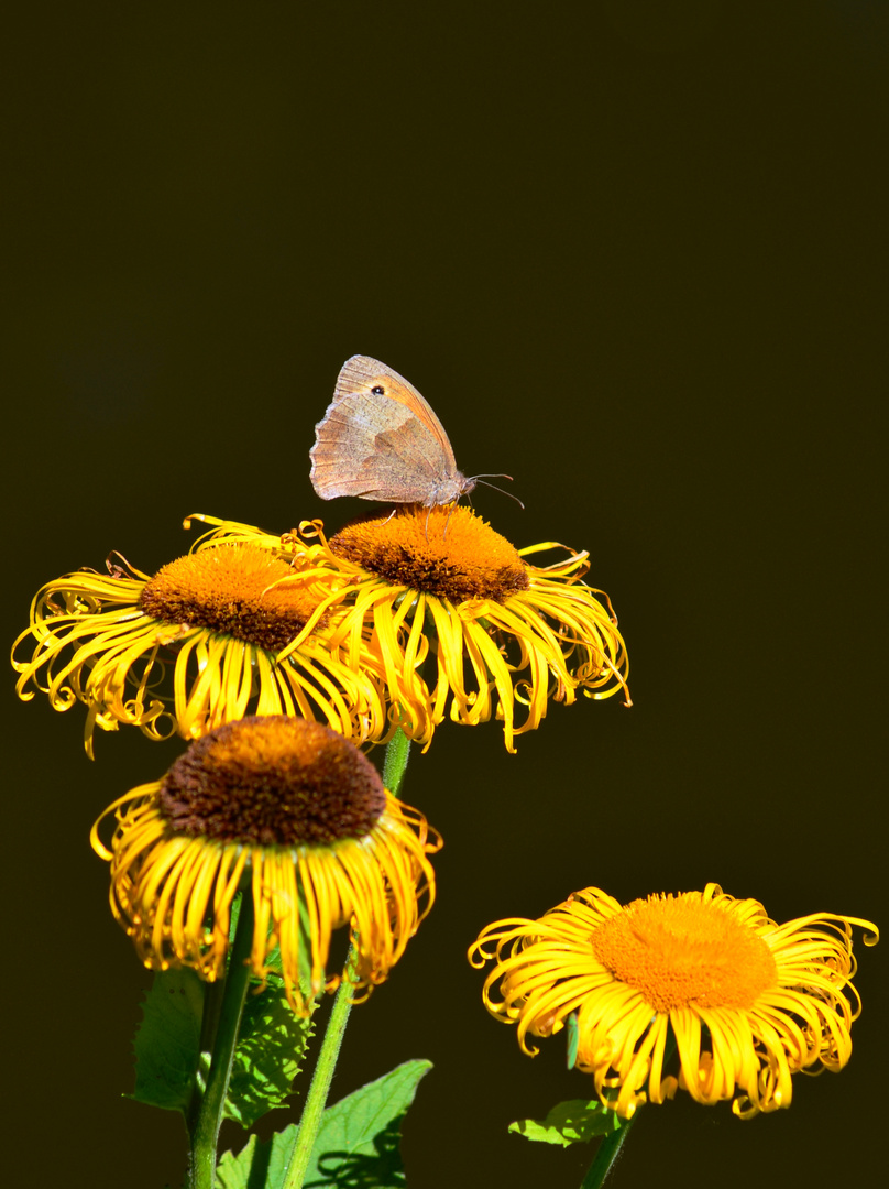 Schmetterling at work