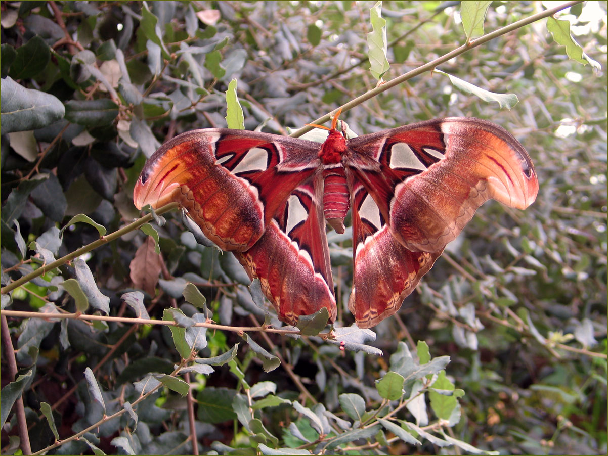 Schmetterling (Atlasfalter)