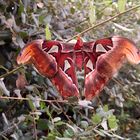 Schmetterling (Atlasfalter)