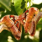 Schmetterling-Atlasspinner bei der Paarung