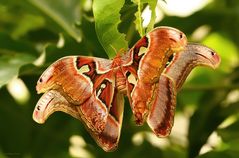 Schmetterling-Atlasspinner bei der Paarung