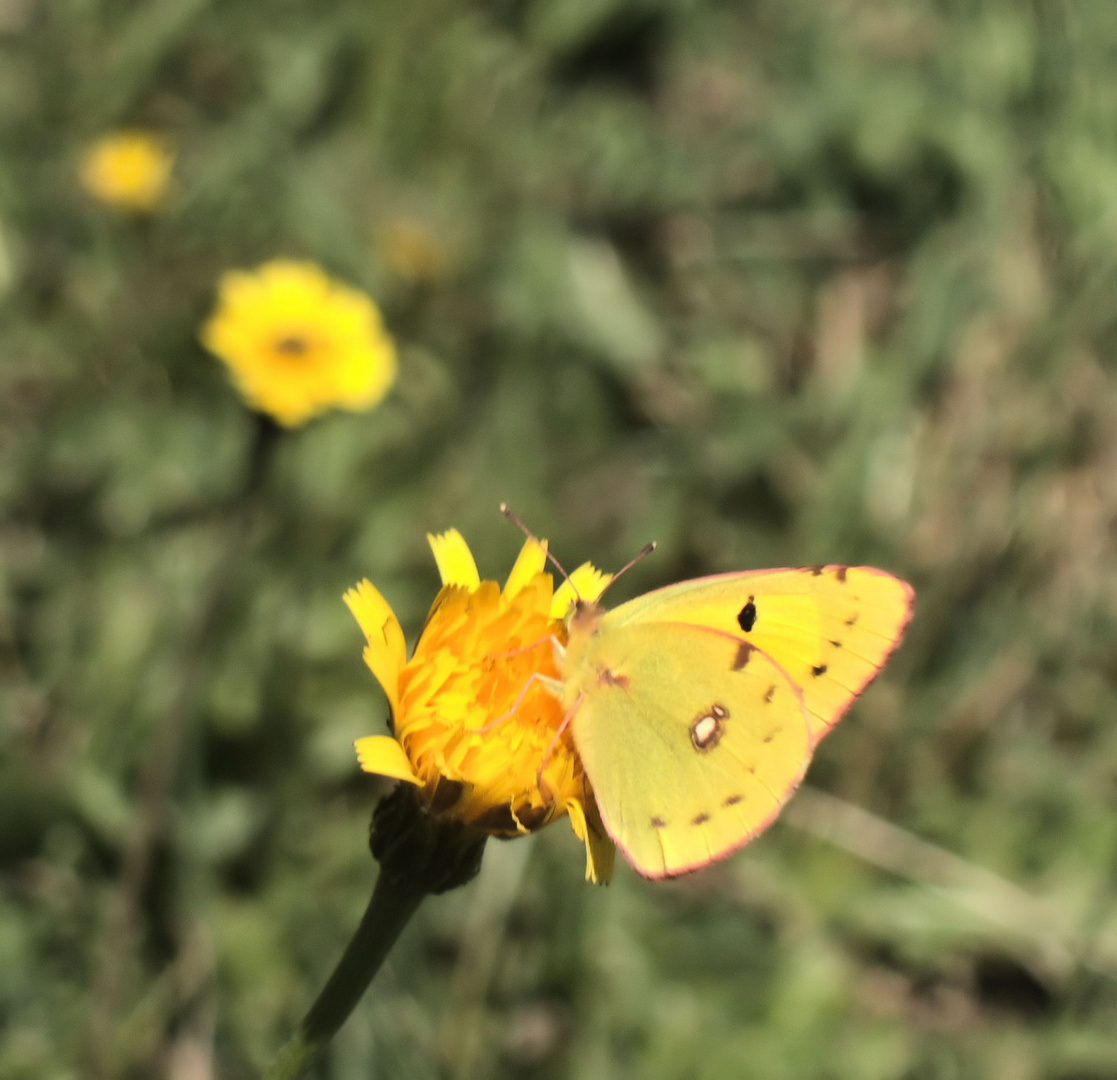 Schmetterling auf 1800 m Seehöhe