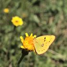 Schmetterling auf 1800 m Seehöhe