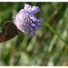 Schmetterling auf 2000 m.ü.M.