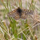 Schmetterling auf 2600m über Meer