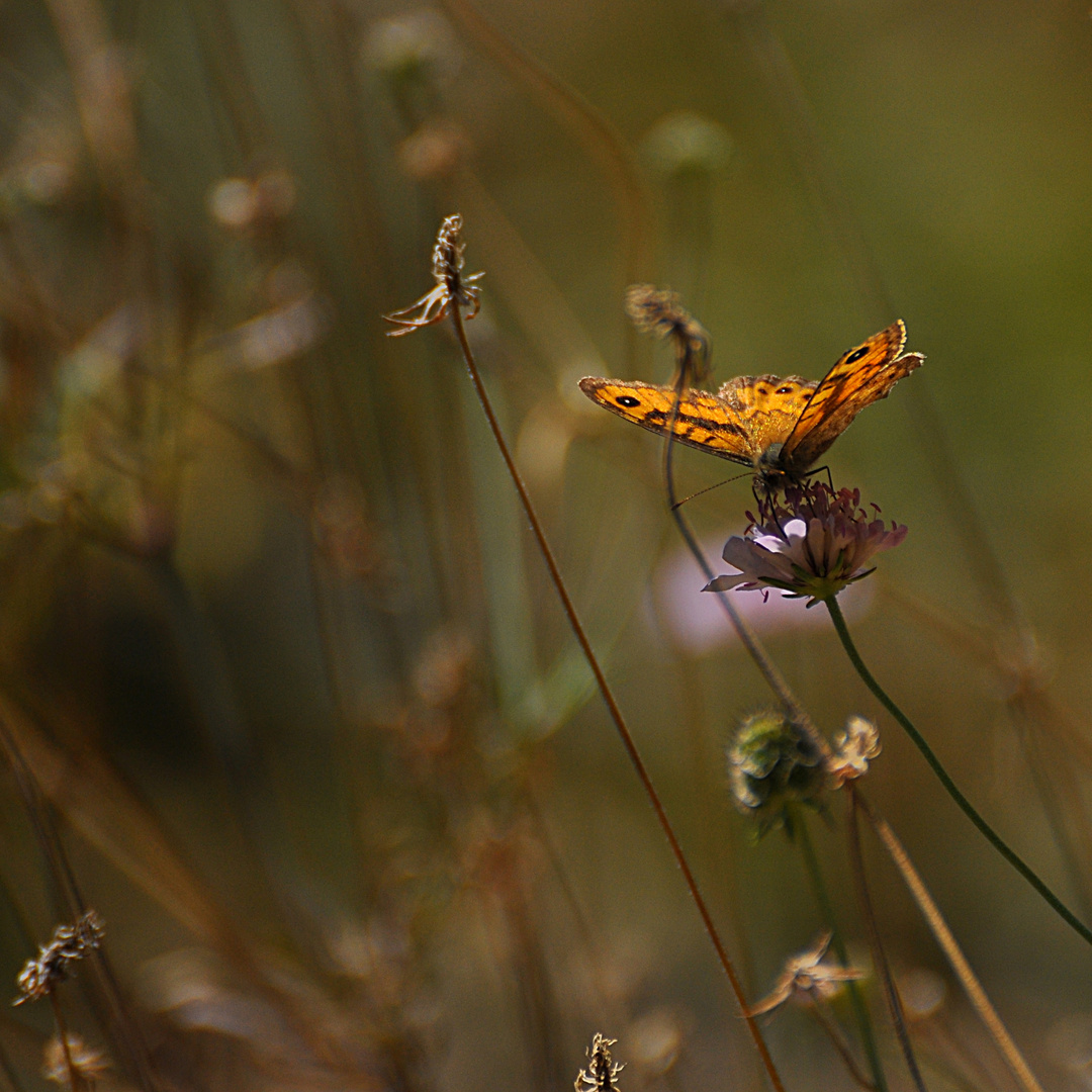 Schmetterling auf Acker - Witwenblüte