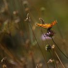 Schmetterling auf Acker - Witwenblüte