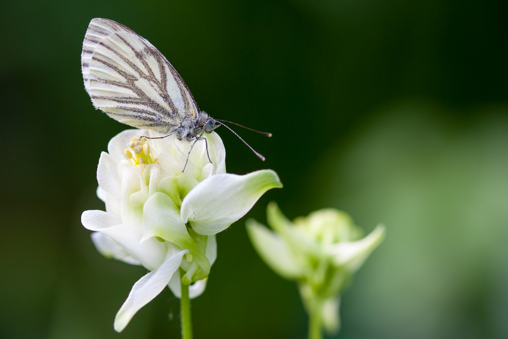 Schmetterling auf Akelei