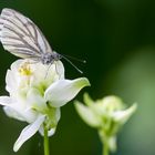 Schmetterling auf Akelei