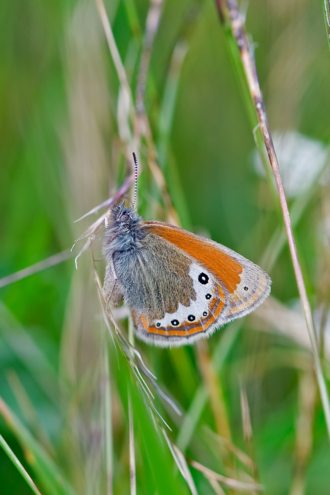 Schmetterling auf Alpweide (Alpen Wiesenvögelchen)