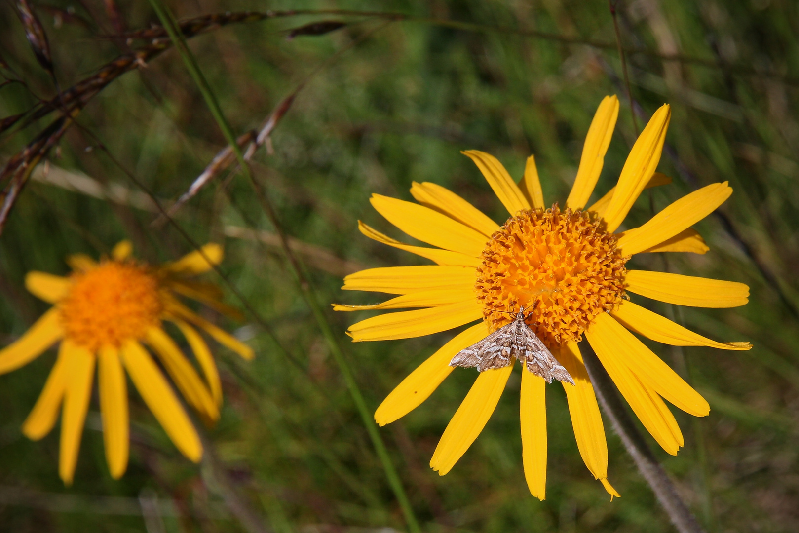 Schmetterling auf Arnika (2015_07_07_EOS 550D_0987_ji)