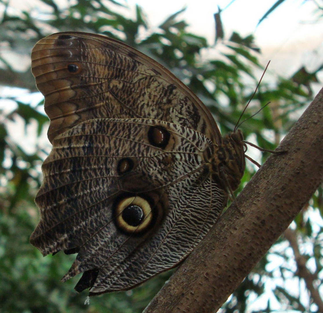 Schmetterling auf Ast