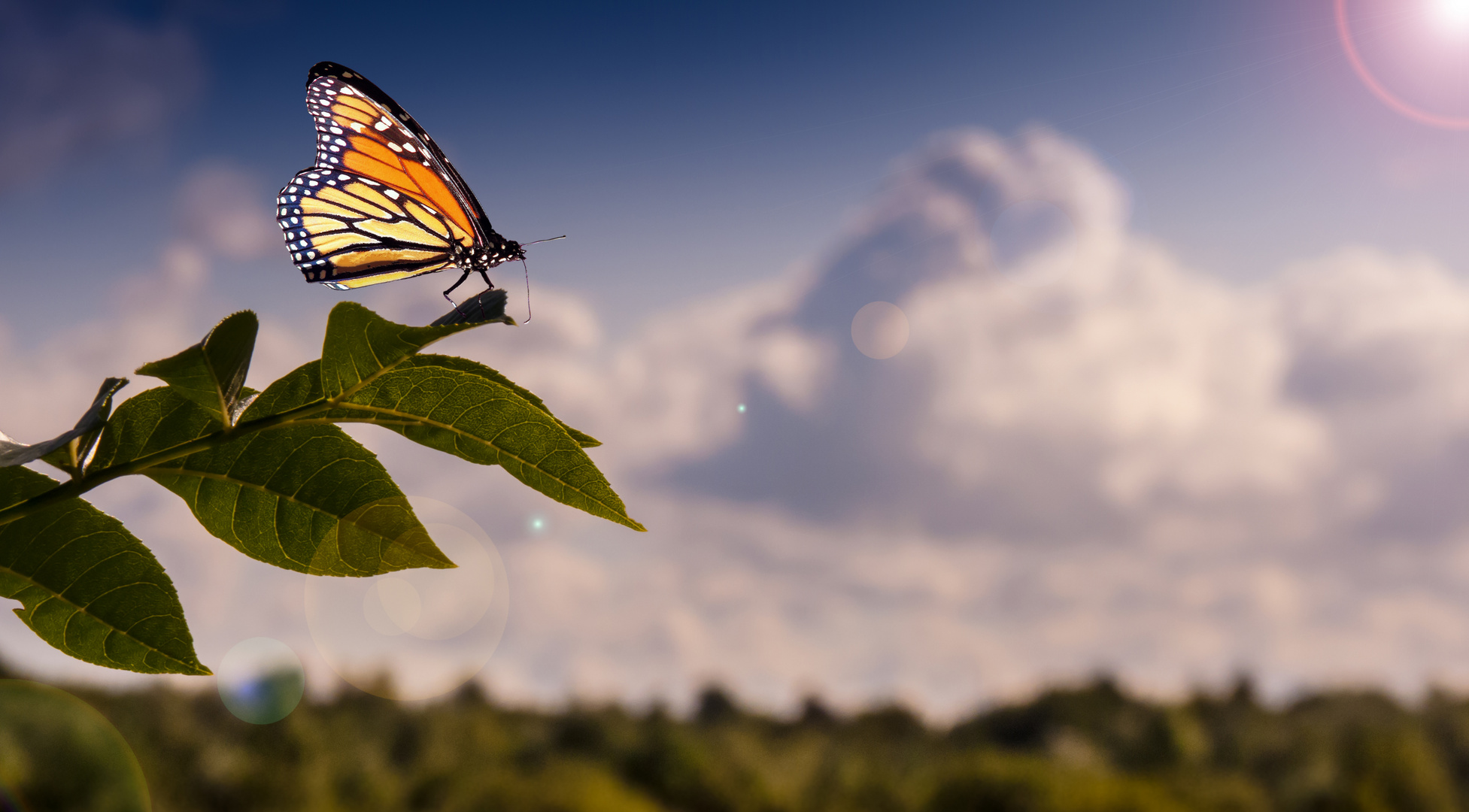 Schmetterling auf Ast