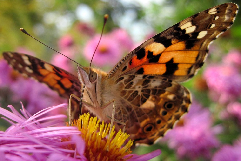 Schmetterling auf Aster © Angelina de Satura