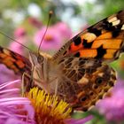 Schmetterling auf Aster © Angelina de Satura