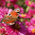 Schmetterling auf Bauernaster