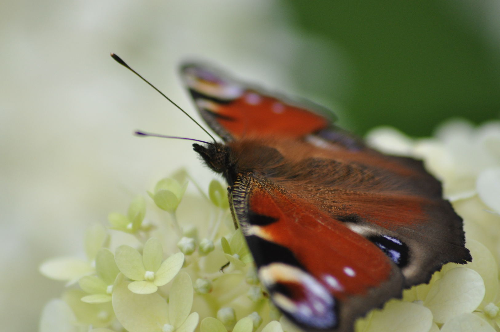 Schmetterling auf Bauernhortensie