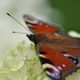 Schmetterling auf Bauernhortensie