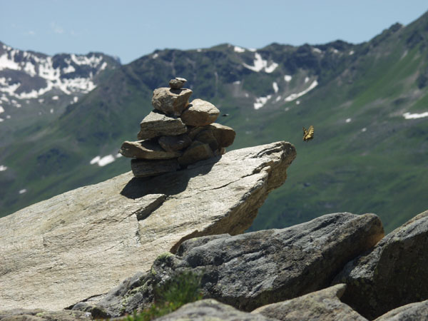 Schmetterling auf Berggipfel