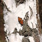 Schmetterling auf Birke