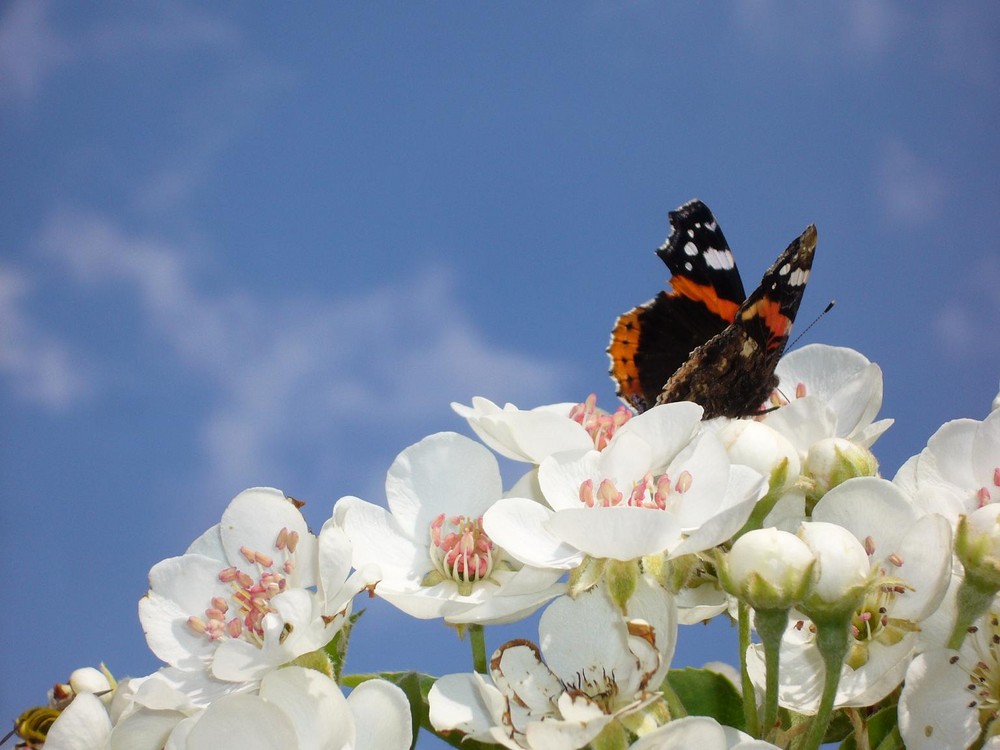 Schmetterling auf Birnenblüten