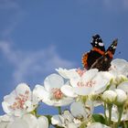 Schmetterling auf Birnenblüten