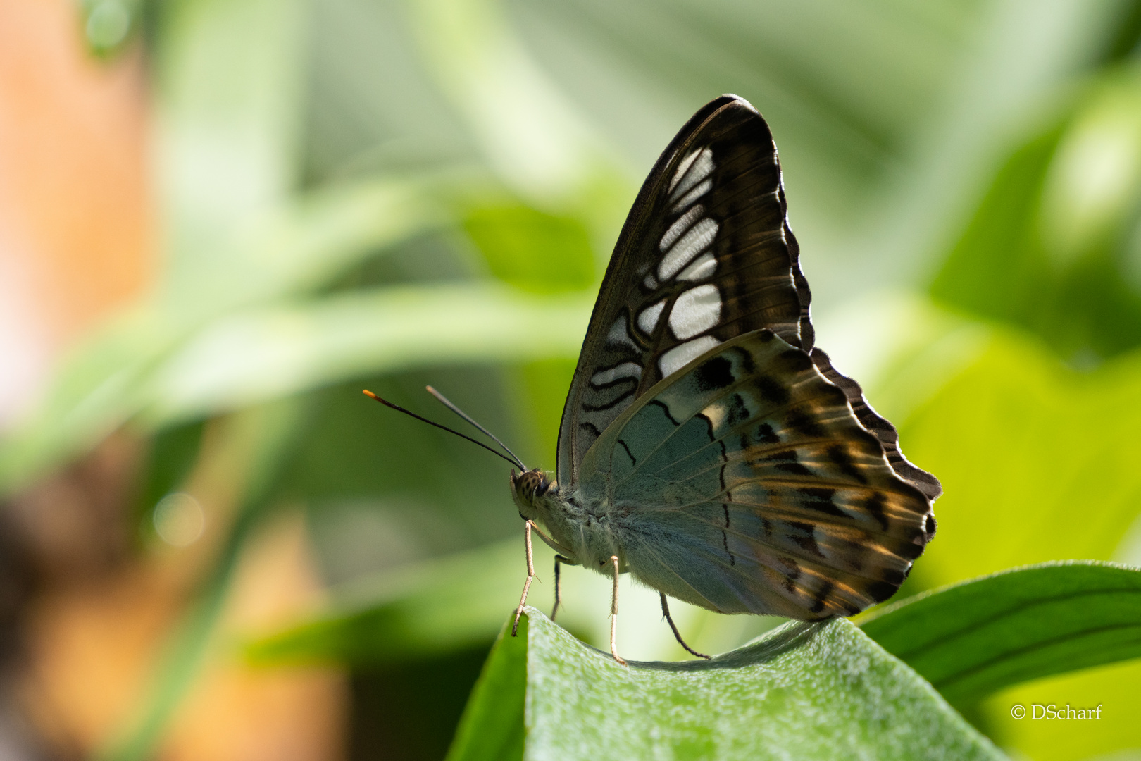 Schmetterling auf Blatt