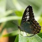 Schmetterling auf Blatt