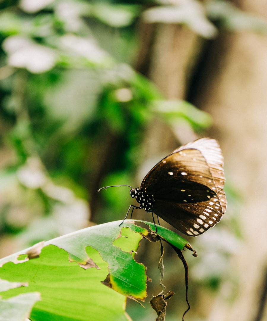 Schmetterling auf Blatt 2 2020