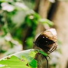 Schmetterling auf Blatt 2 2020