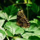 Schmetterling auf Blatt 2019