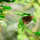 Schmetterling auf Blatt 3 2020