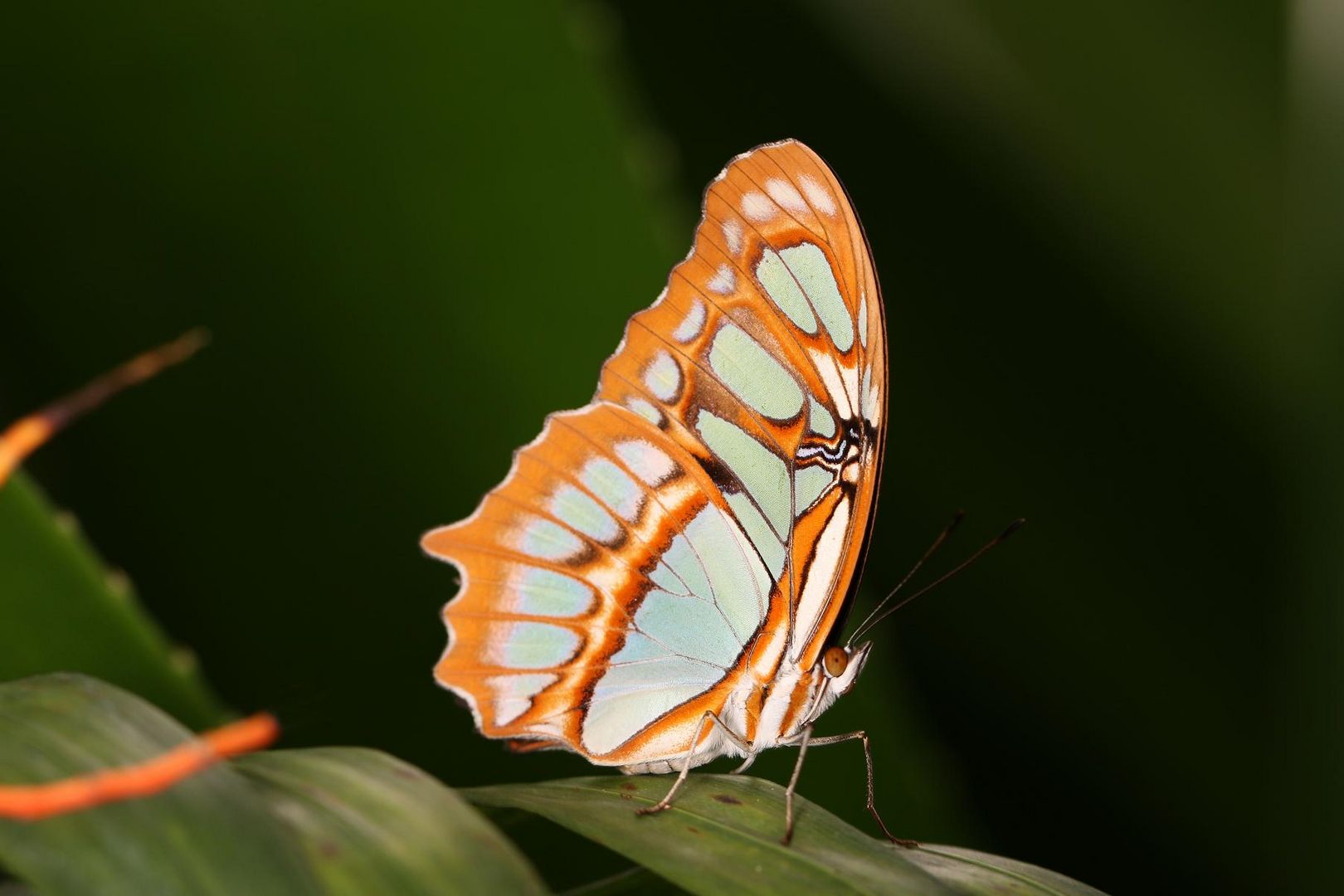 Schmetterling auf Blatt