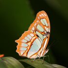 Schmetterling auf Blatt