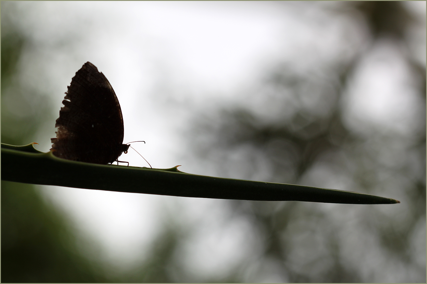 Schmetterling auf Blatt