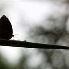 Schmetterling auf Blatt