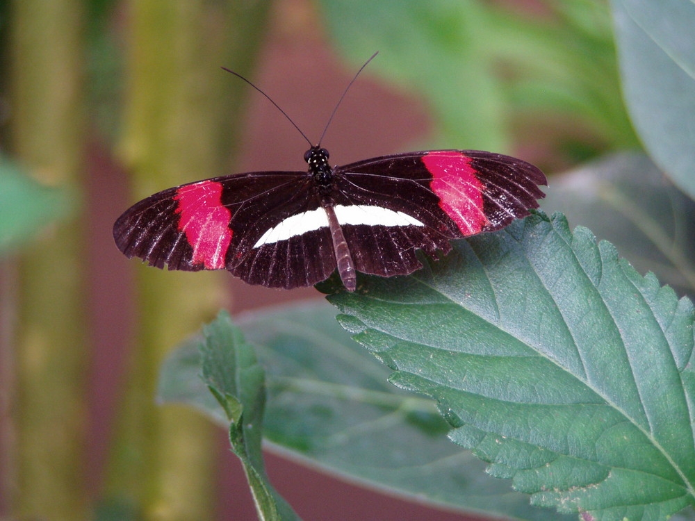 Schmetterling auf Blatt