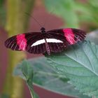 Schmetterling auf Blatt