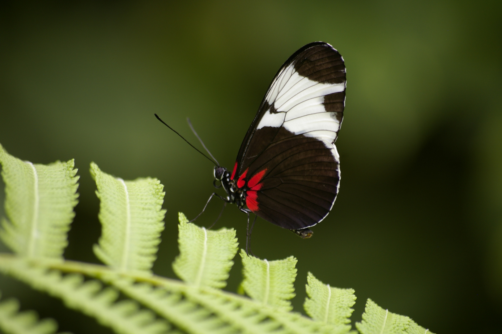 Schmetterling auf Blatt