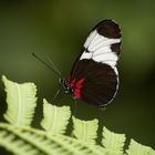 Schmetterling auf Blatt